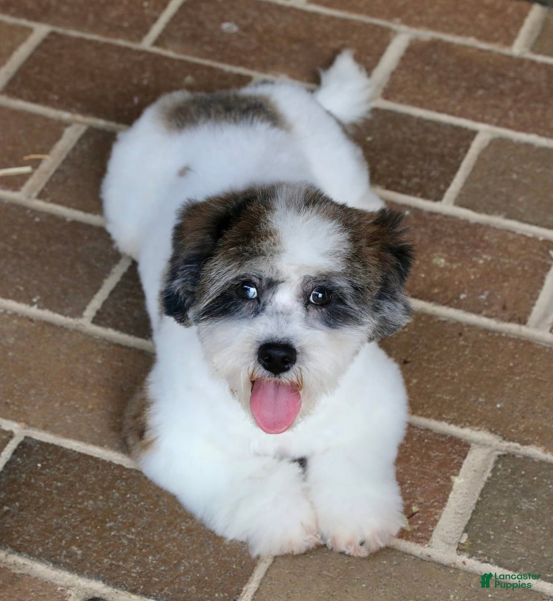 Shihpoo dogs for sale: Leo - Image 23