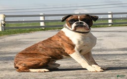 Boxer dogs for sale: Dallas - Image 6