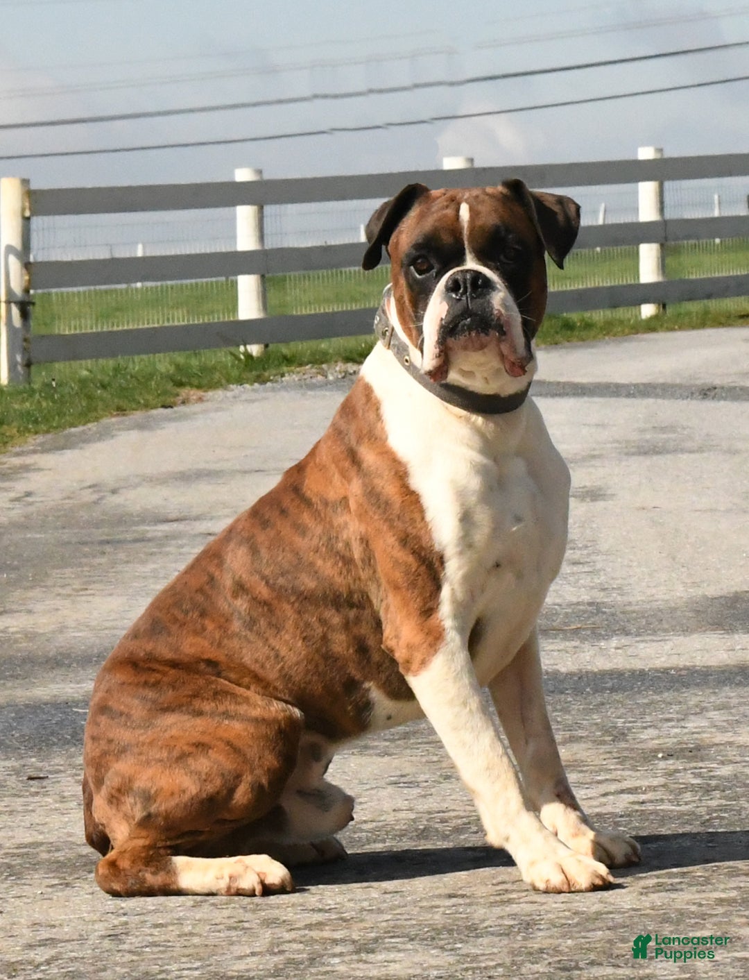 Boxer dogs for sale: Dallas - Image 6