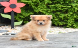 Pomeranian dogs for sale: Apollo - Image 1