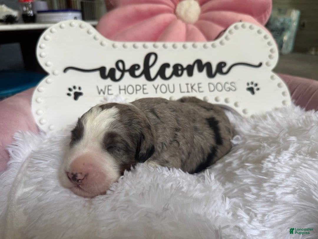 Bernedoodle dogs for sale: Merle Girl B - Image 2