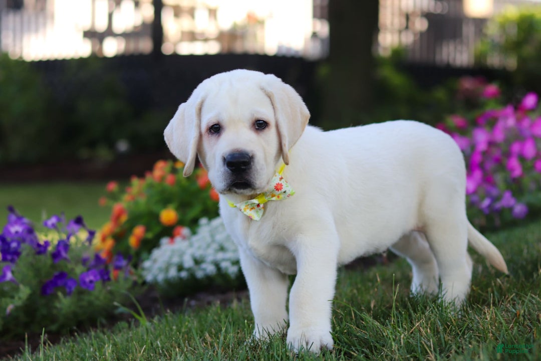 Labrador Retriever dogs for sale: Stormy - Image 5