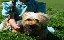 Yorkshire Terrier dogs for sale: Alyssa - Image 18
