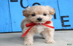 Maltipoo dogs for sale: Maverick - Image 3