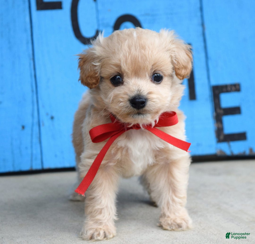 Maltipoo dogs for sale: Maverick - Image 3