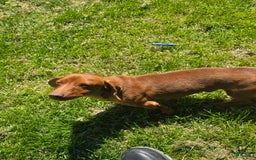 Dachshund dogs for sale: Thor - Image 12
