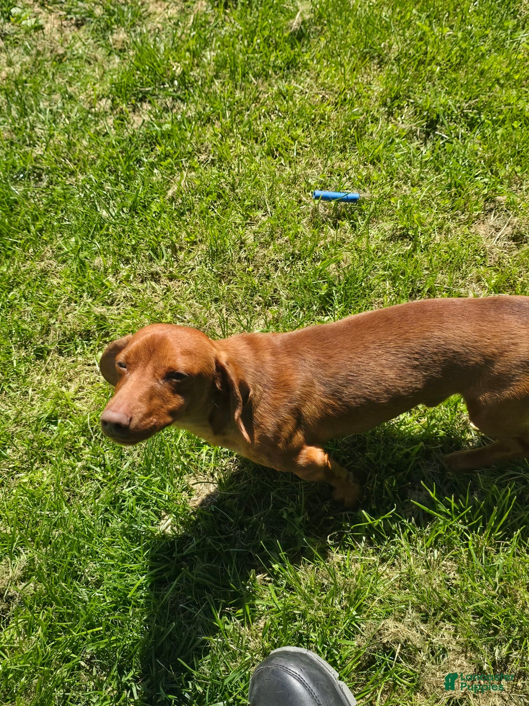 Dachshund dogs for sale: Thor - Image 12