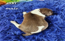German Shorthaired Pointer dogs for sale: Taki - Image 3