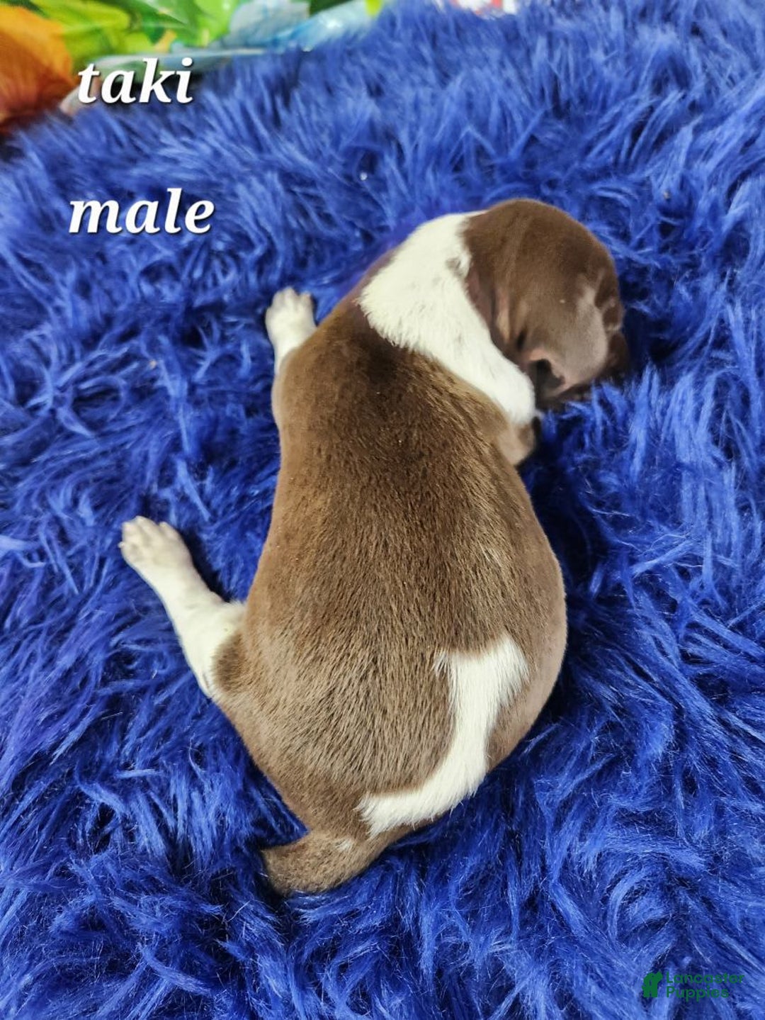 German Shorthaired Pointer dogs for sale: Taki - Image 3