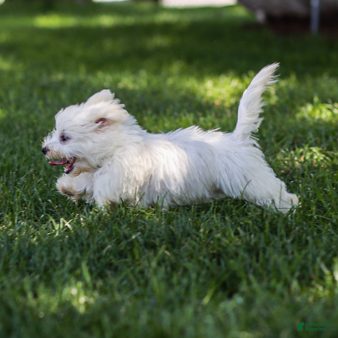 Maltese dogs for sale: Sterling - Image 5