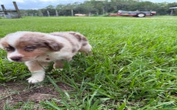 Australian Shepherd dogs for sale: L-orange - Image 7