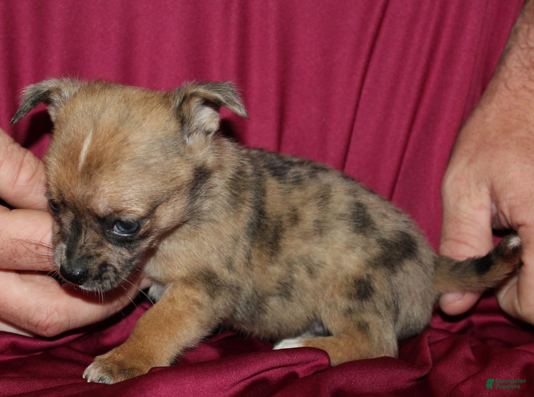 Chihuahua dogs for sale: Pablo - Image 6