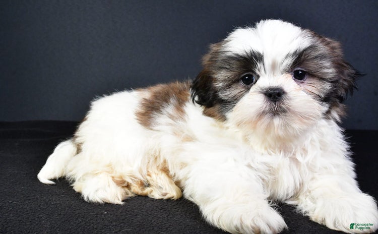 Shih Tzu dogs for sale - Ad 4