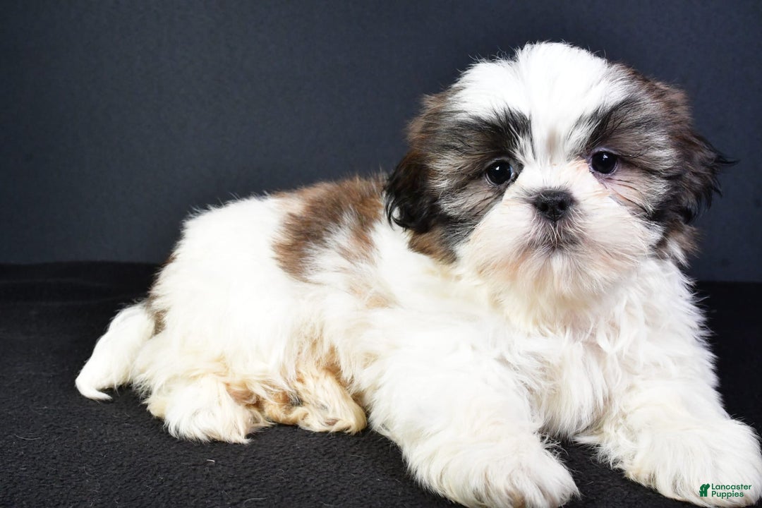 Shih Tzu dogs for sale: Jay - Image 6