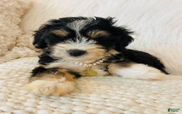 Mini Bernedoodle dogs for sale: Peach Bellini - Image 4