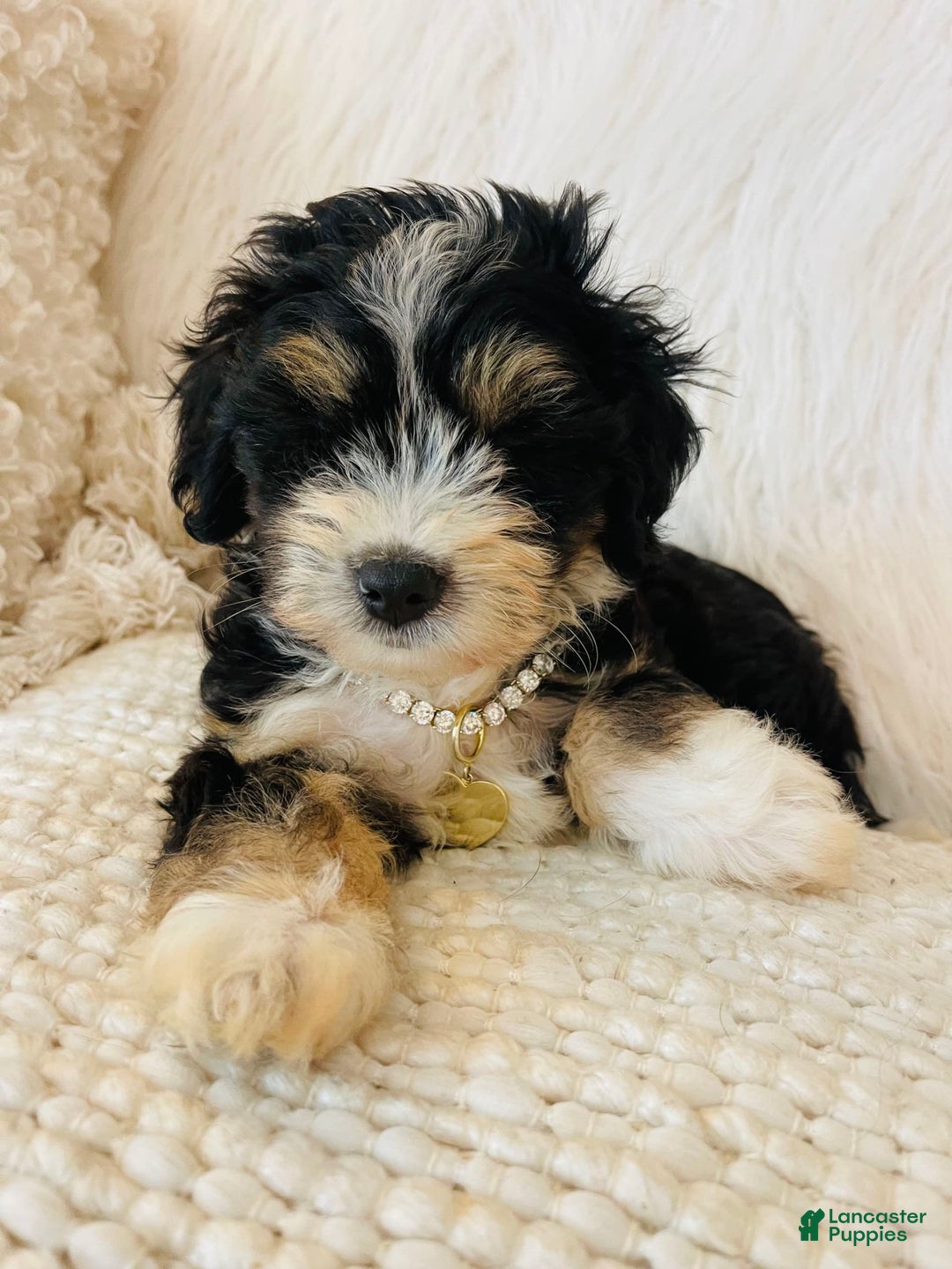 Mini Bernedoodle dogs for sale: Peach Bellini - Image 4