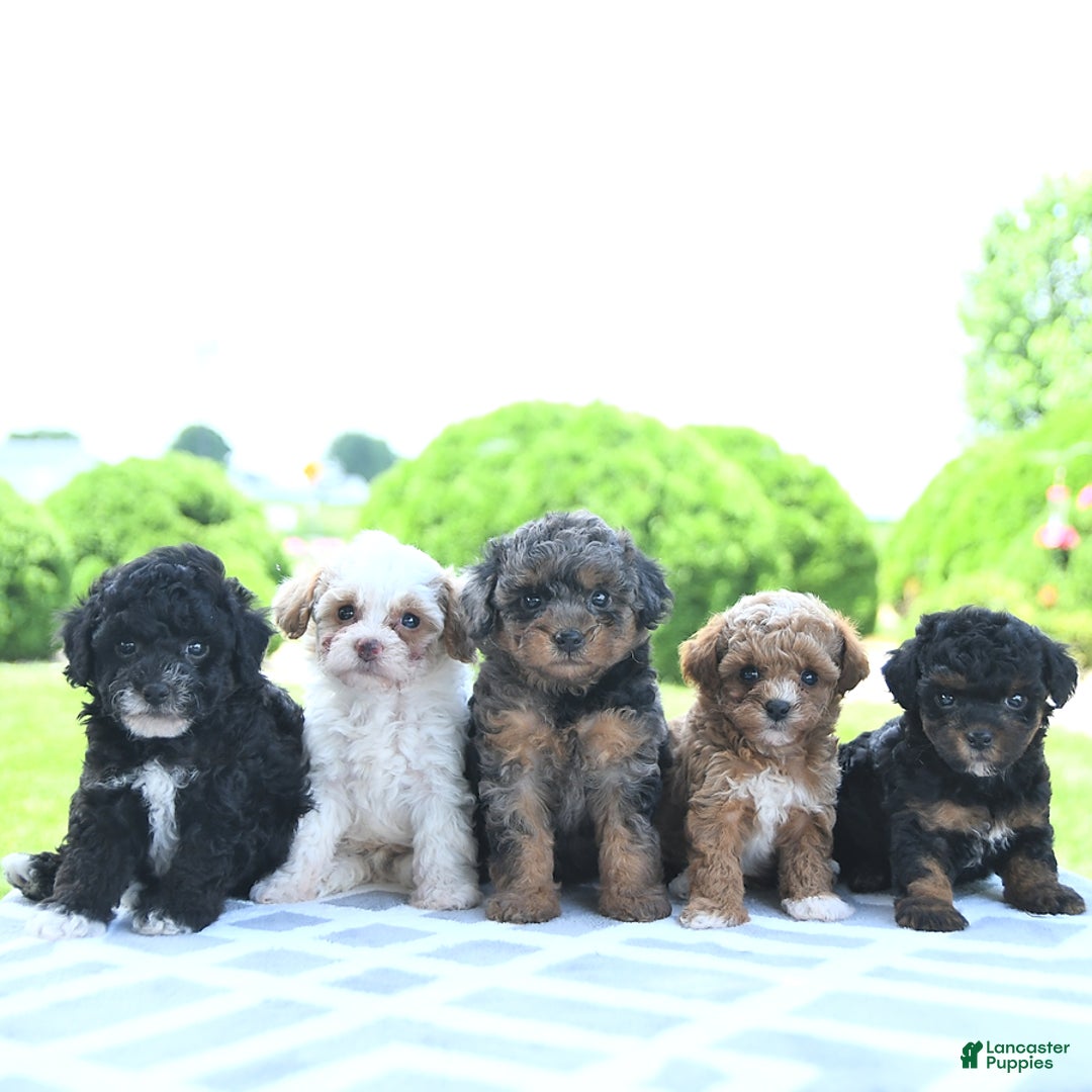 Toy Poodle dogs for sale: Khloe - Image 11