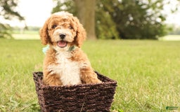 Mini Goldendoodle dogs for sale: Lily - Image 1