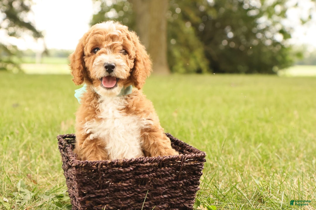 Mini Goldendoodle dogs for sale: Lily - Image 1