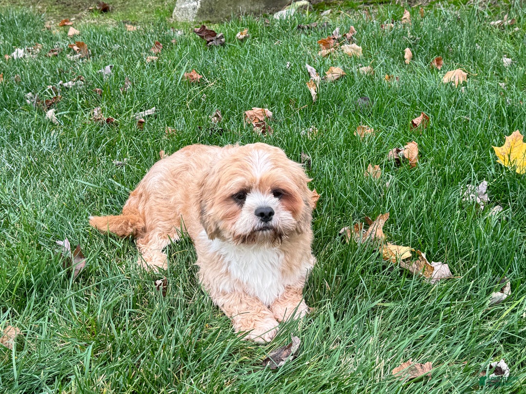 Lhasa Apso dogs for sale: Corey - Image 4