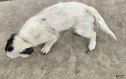 Border Collie dogs for sale: Divvy - Image 1