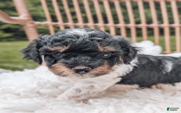 Miniature Poodle dogs for sale: Onyx - Image 1