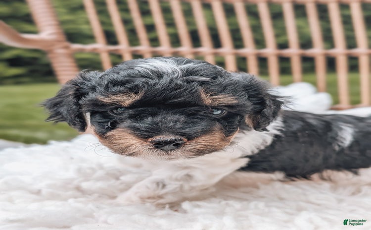 Miniature Poodle dogs for sale - Ad 2