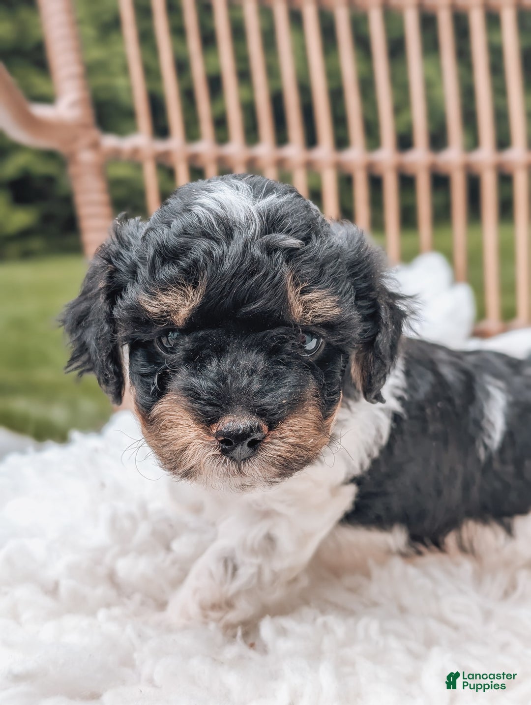Miniature Poodle dogs for sale: Onyx - Image 1