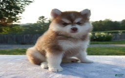Pomsky dogs for sale: Mickey - Image 4