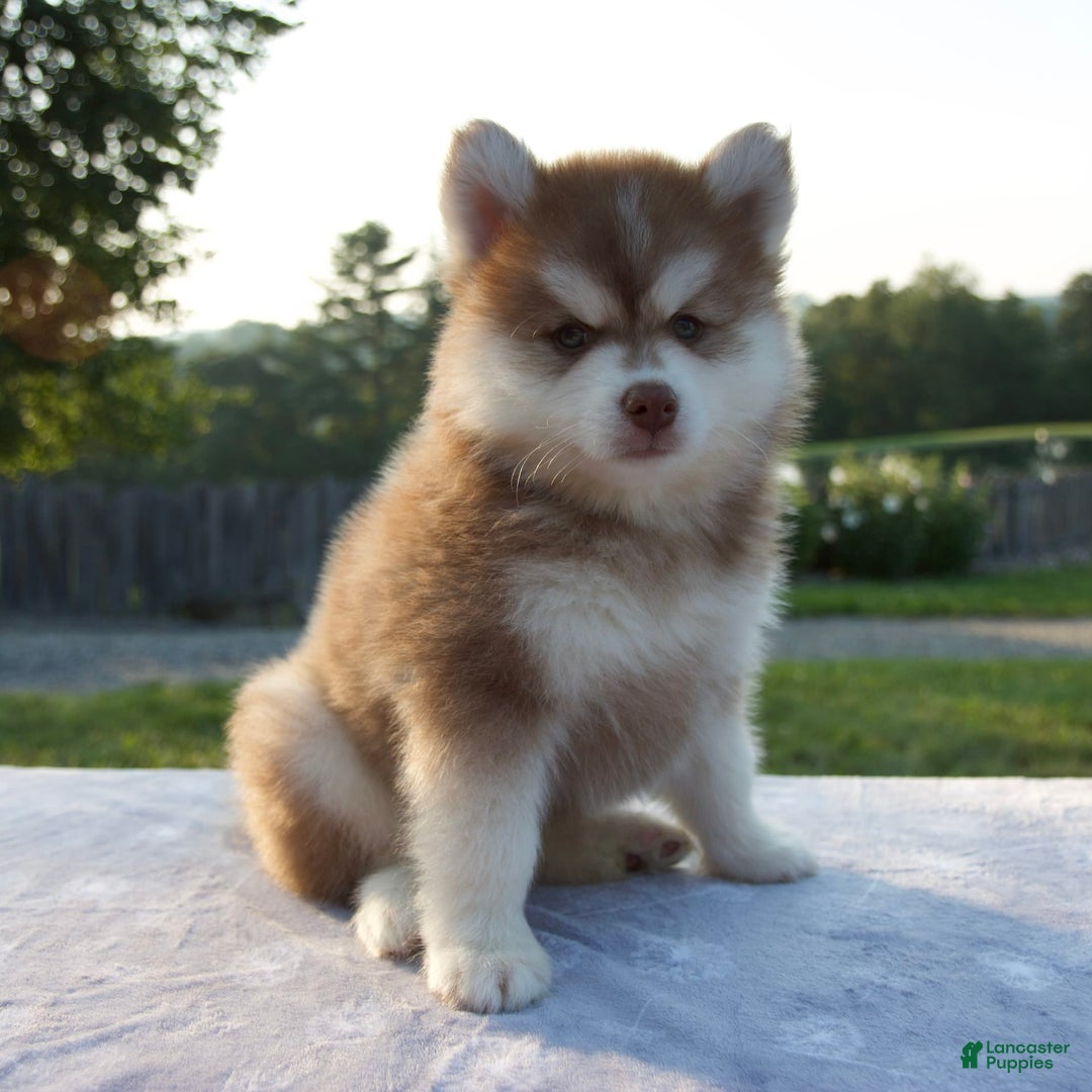 Pomsky dogs for sale: Mickey - Image 4