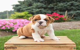 English Bulldog dogs for sale: Charlie - Image 4