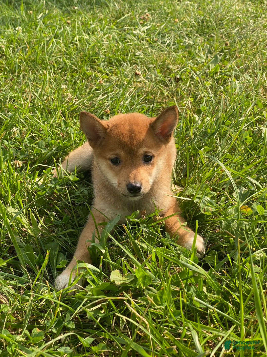 Shiba Inu dogs for sale: Irene - Image 1