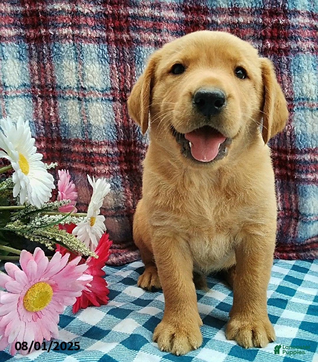 Labrador Retriever dogs for sale: Labrador Retriever 5 puppies - Image 10