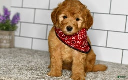 Mini Goldendoodle dogs for sale: Sophia - Image 1