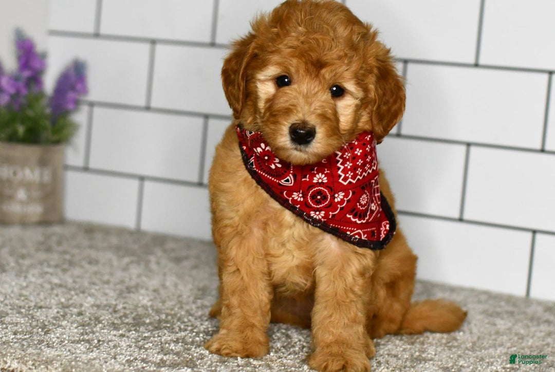 Mini Goldendoodle dogs for sale: Sophia - Image 1