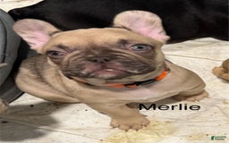 French Bulldog dogs for sale: Blessing - Image 5