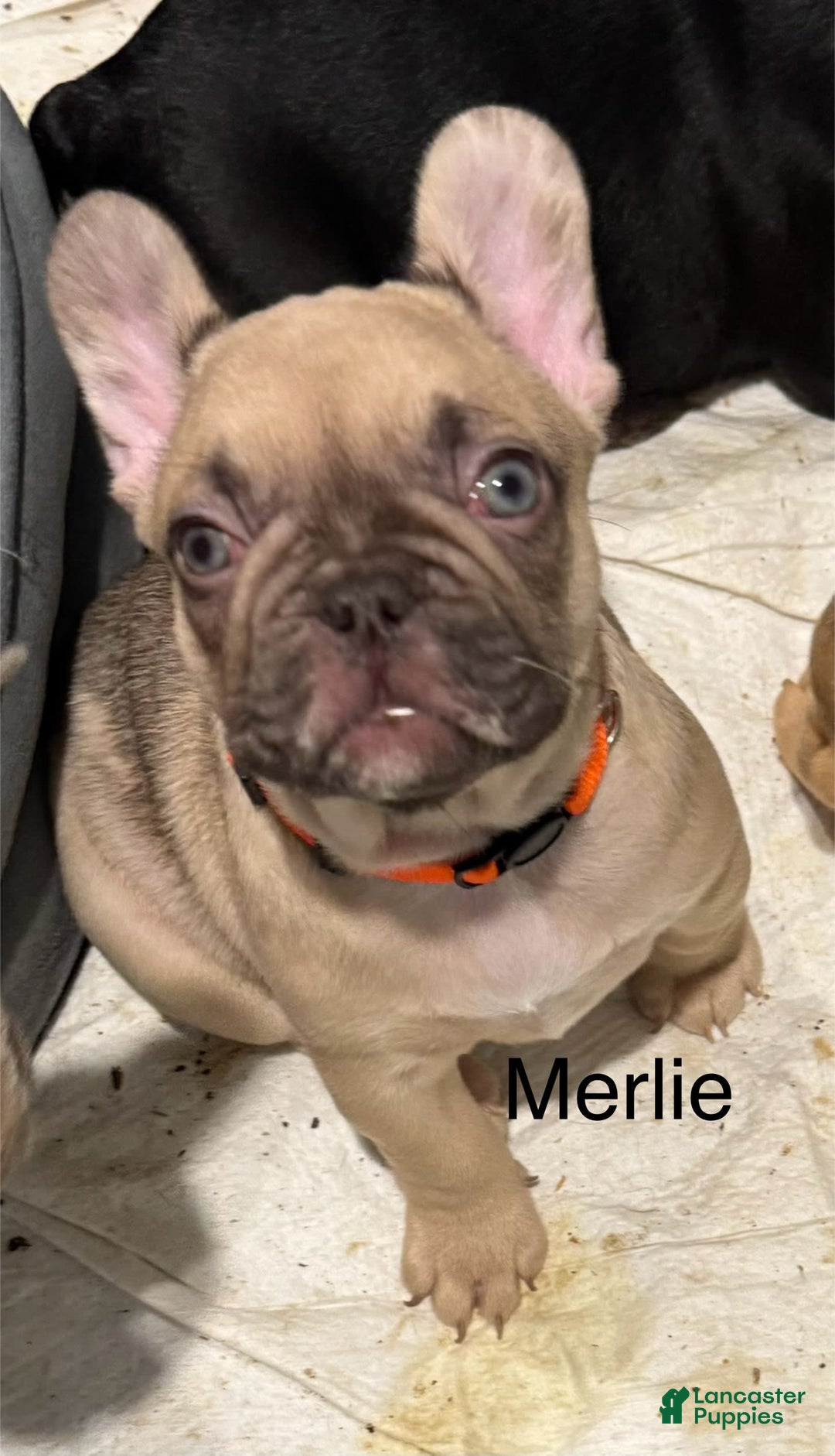 French Bulldog dogs for sale: Blessing - Image 5