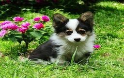 Welsh Corgi Pembroke dogs for sale: Tucker Fluffy - Image 19