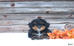 Miniature Poodle dogs for sale: Myla - Image 5