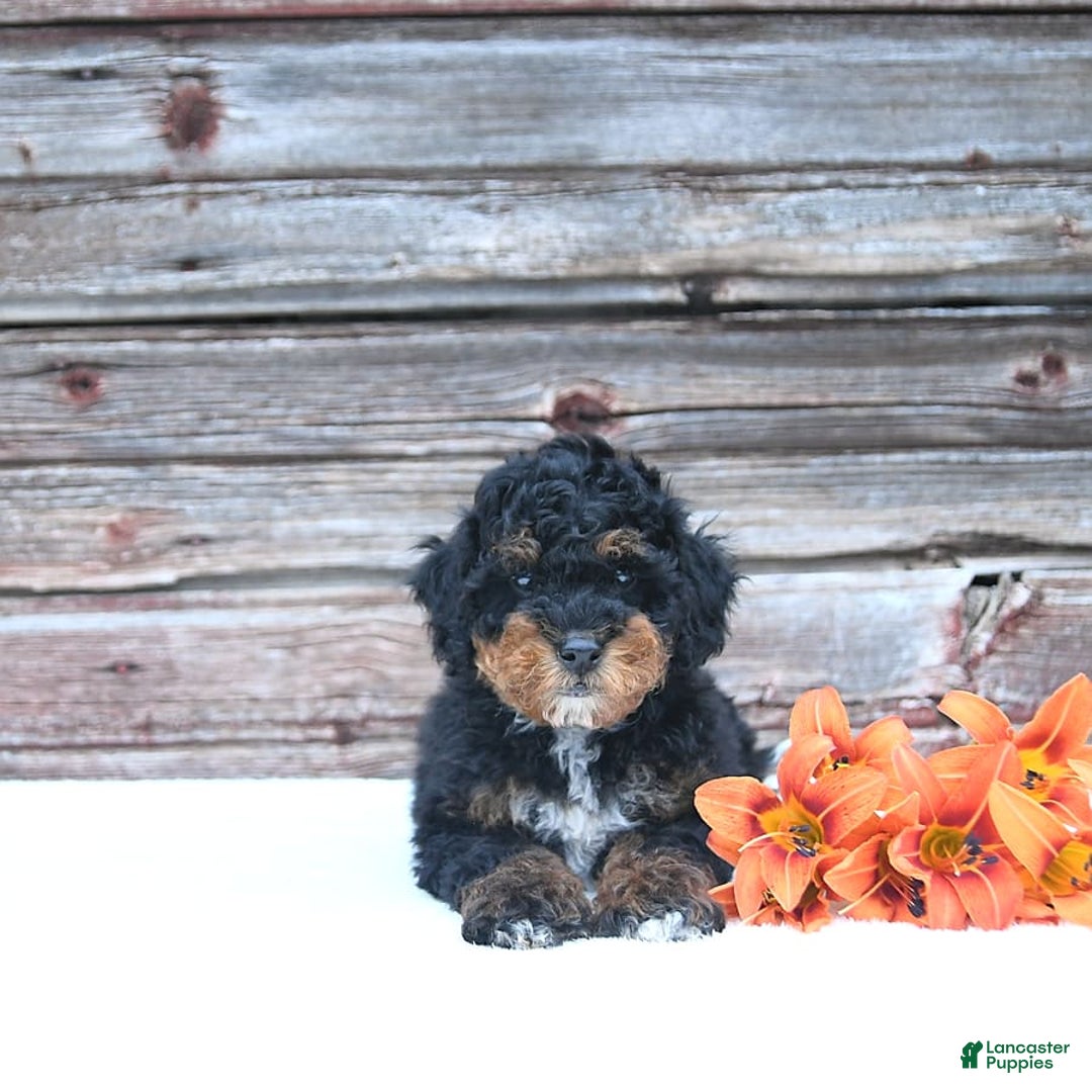 Miniature Poodle dogs for sale: Myla - Image 5
