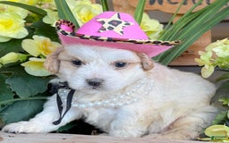 Teddy Bear dogs for sale: Annebelle - Image 2