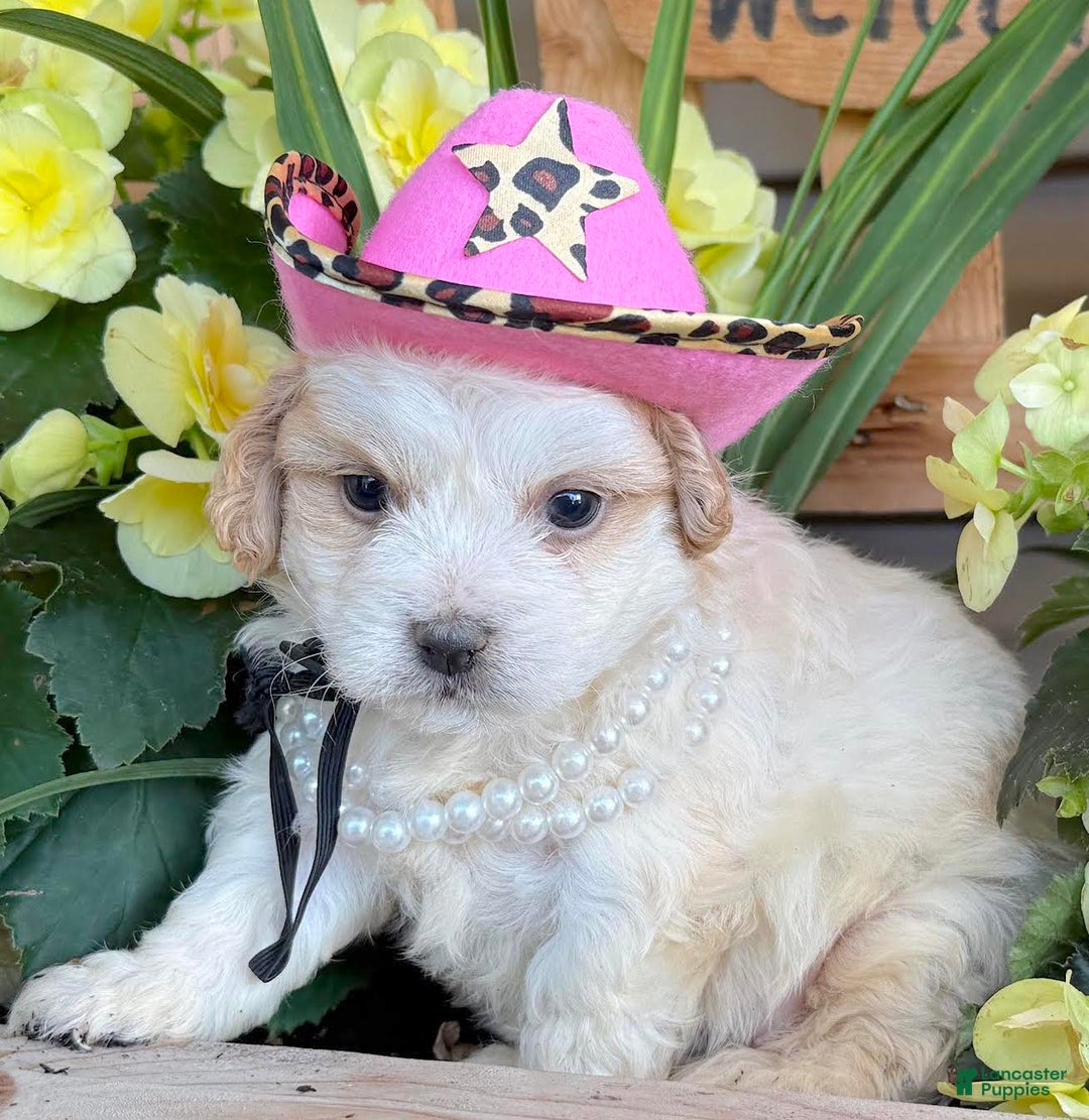Teddy Bear dogs for sale: Annebelle - Image 2