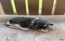 Bernedoodle dogs for sale: 5 - Image 1