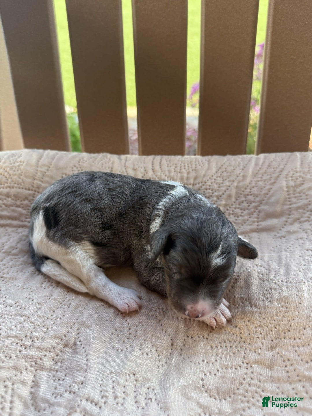 Bernedoodle dogs for sale: 5 - Image 1