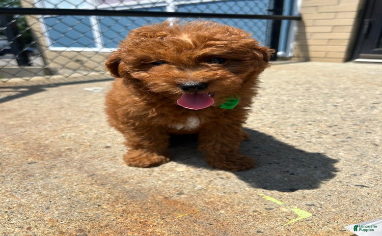 Mini Goldendoodle dogs - Advert 2