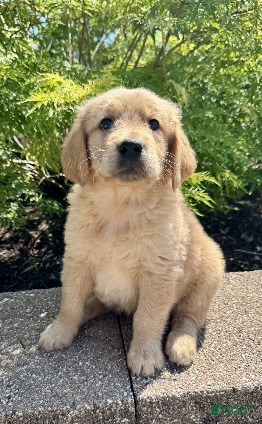 Golden Retriever dogs for sale: Frankie - Image 9