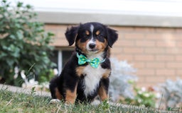 Mini Bernedoodle dogs for sale: Brody - Image 5