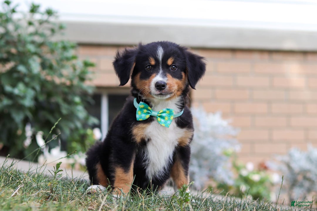 Mini Bernedoodle dogs for sale: Brody - Image 5