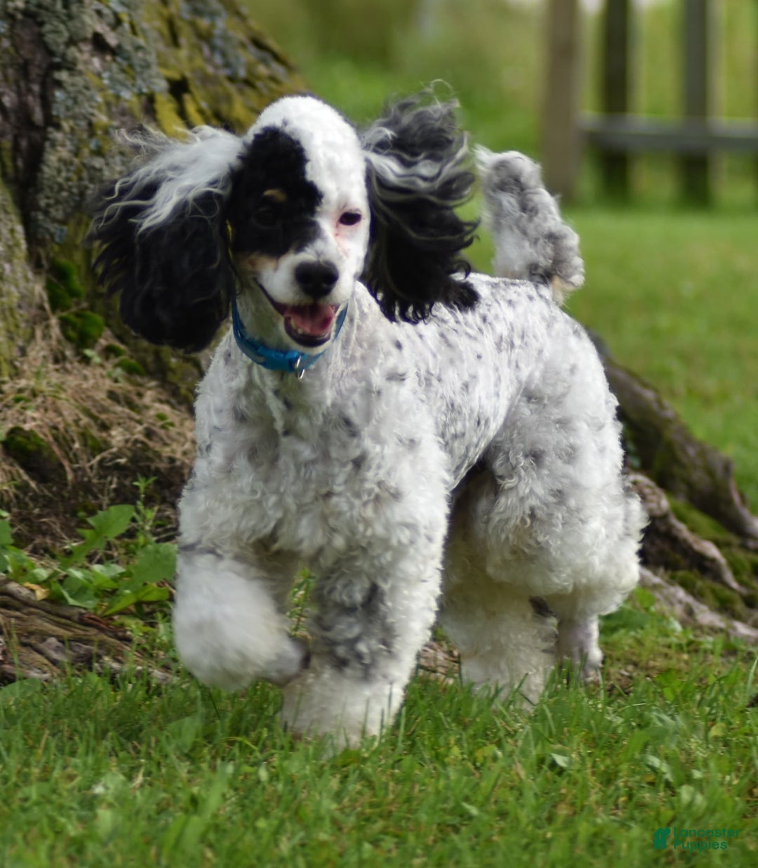 Cavapoo dogs for sale: Wren - Image 9