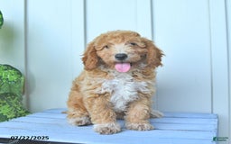 Mini Goldendoodle dogs for sale: Nollie - Image 4